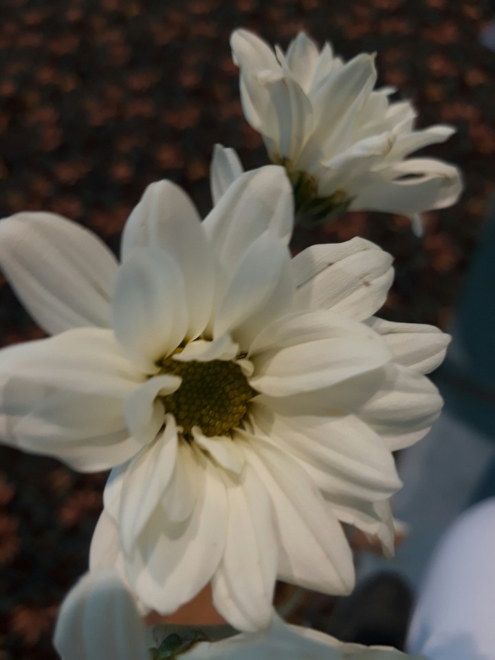 Flor