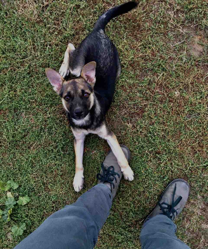 dog ?❤️