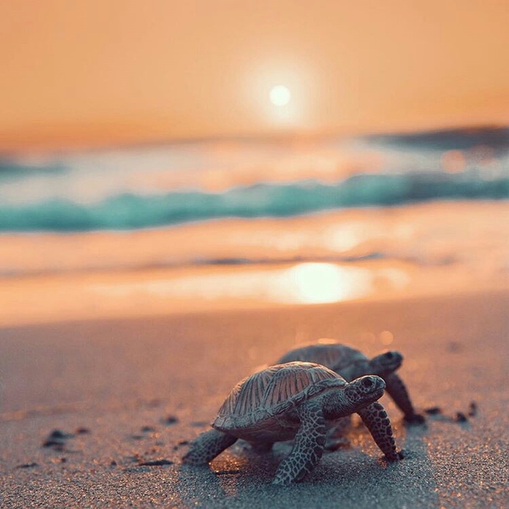 tortoise ....