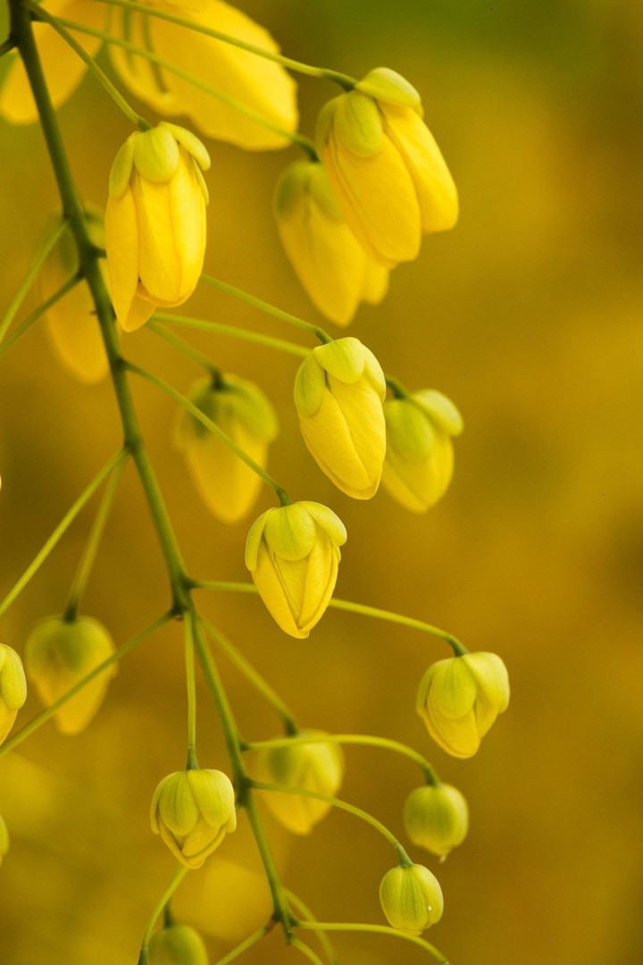 Golden Cassia Fistula..(Kanikonna)