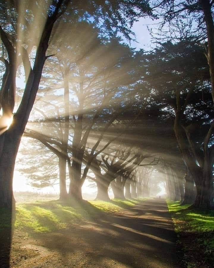 sfondi trunk, sunlight