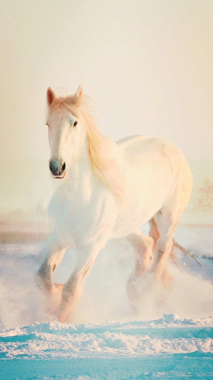 Horse_pet