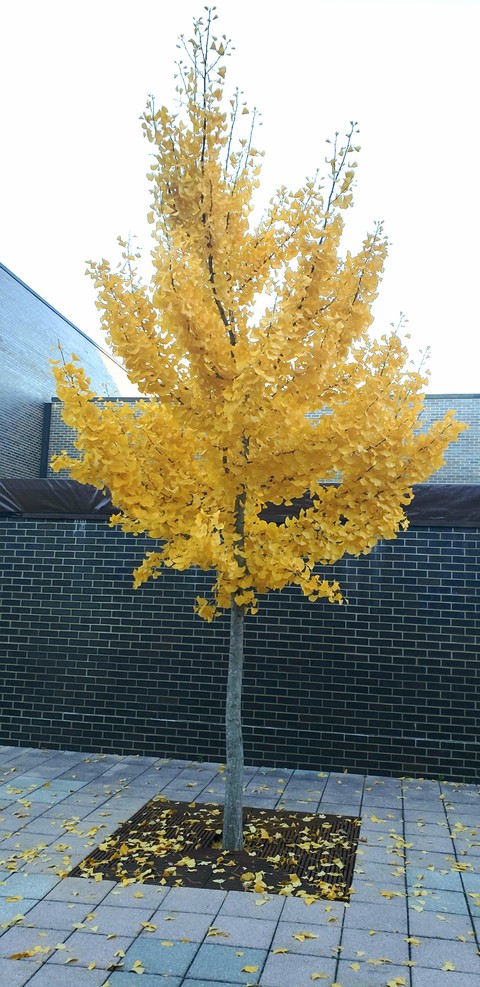 The Tree