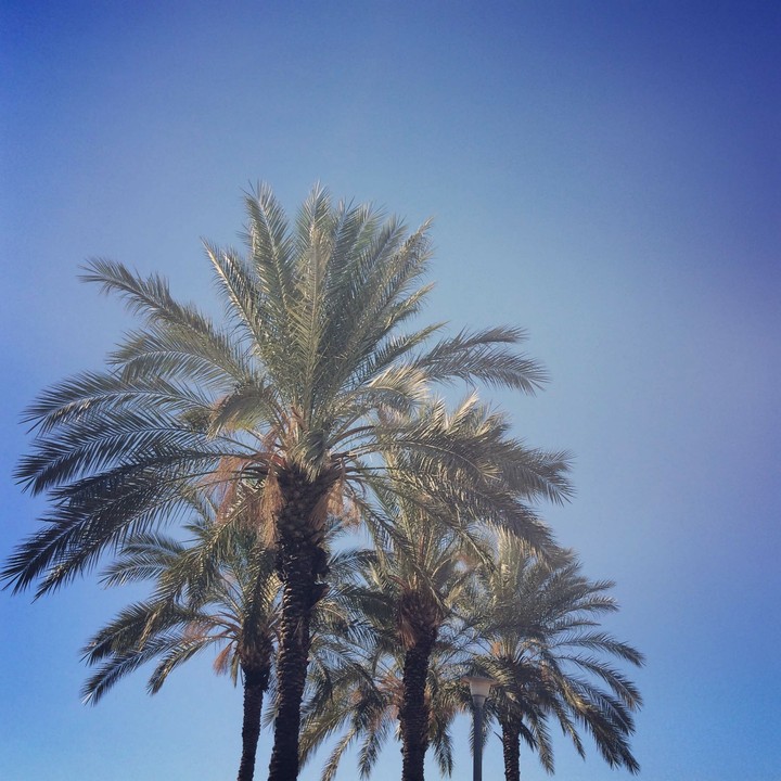 Palm