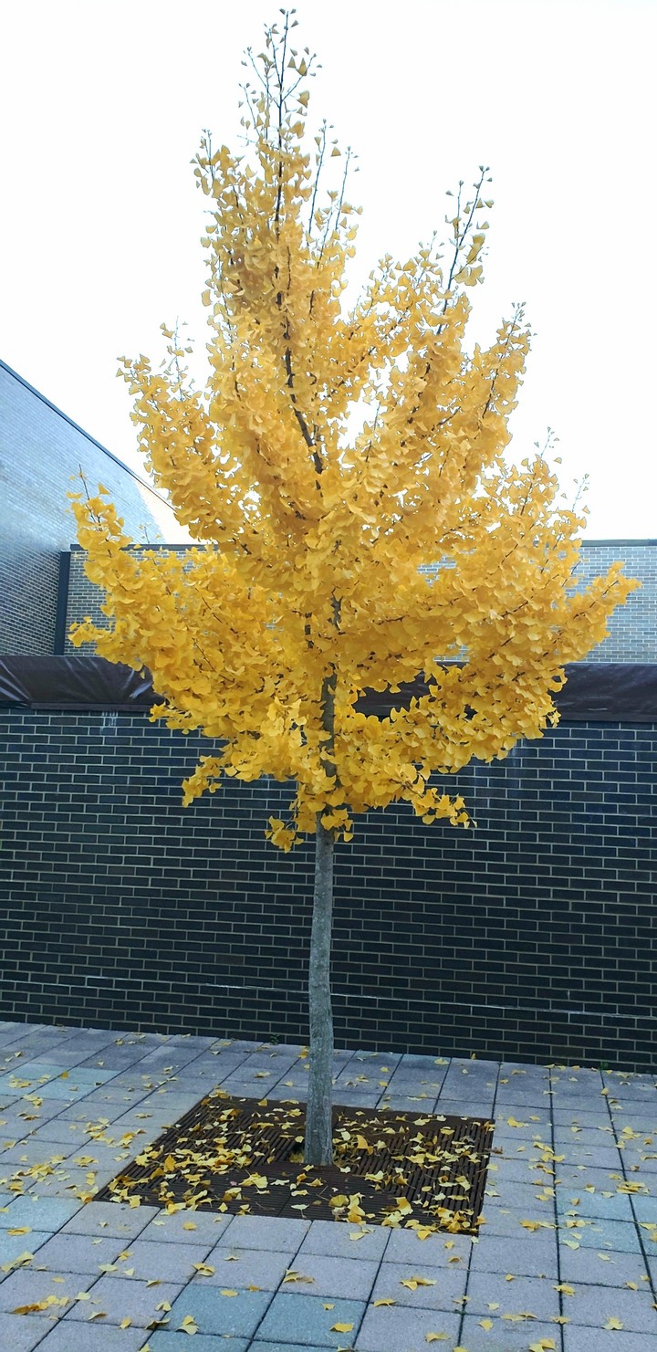 The Tree