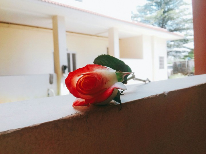 rose