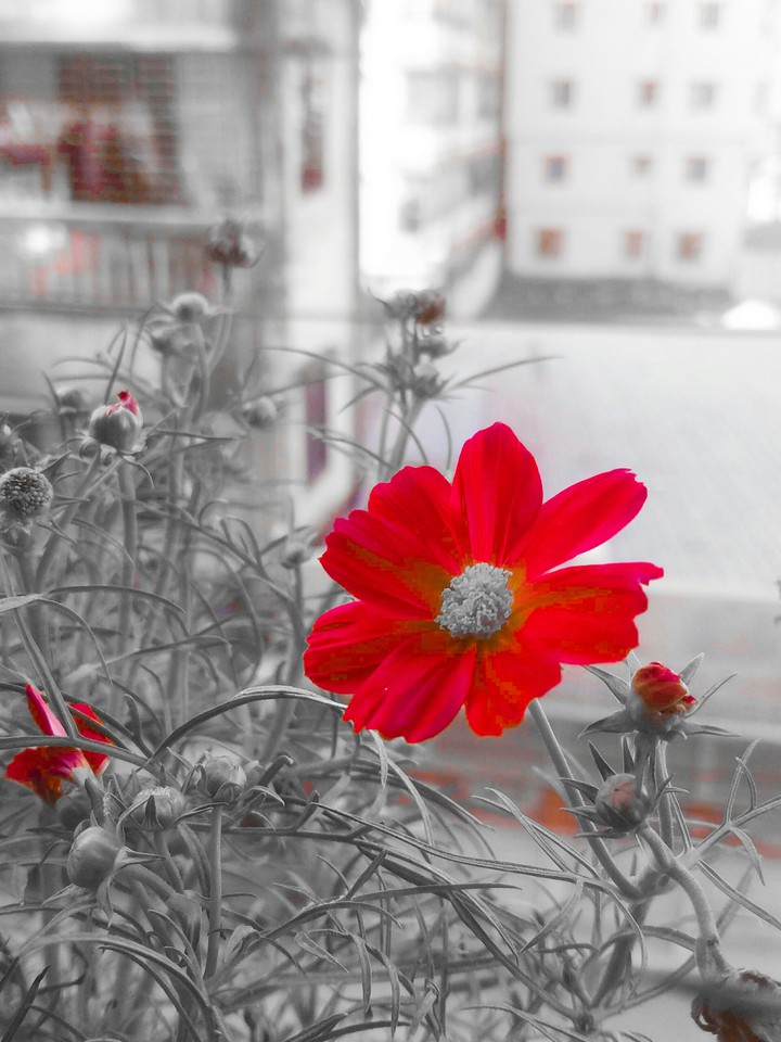 black and red