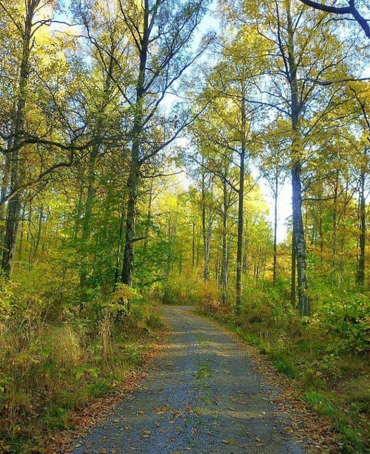 forest