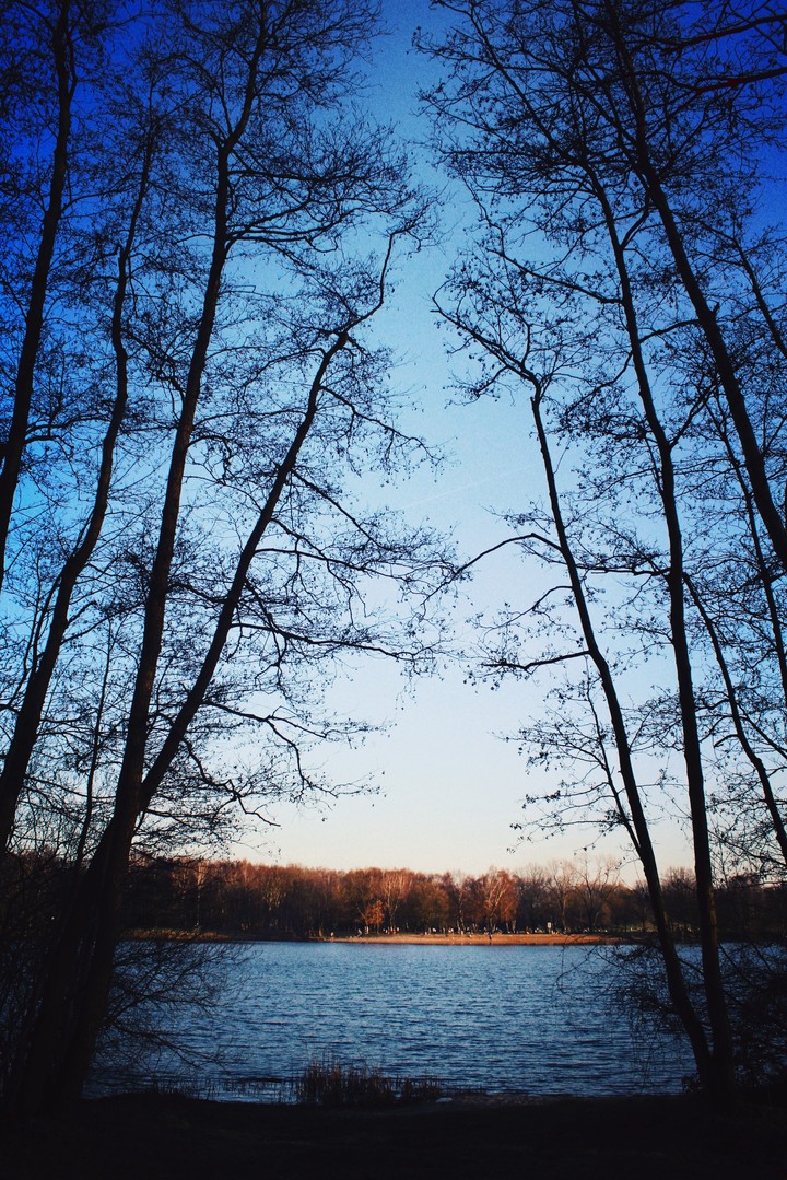 trees