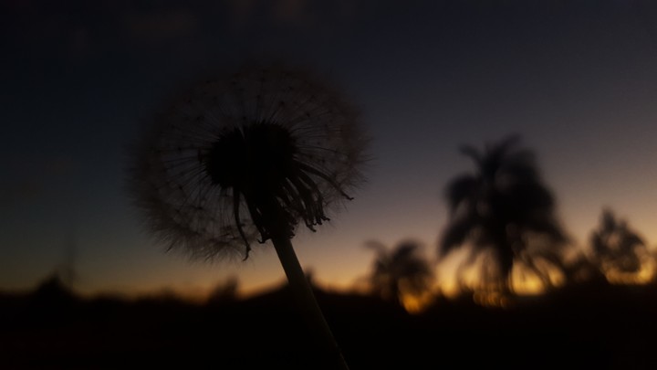 Dandelion Sunset