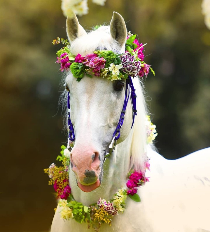 hors