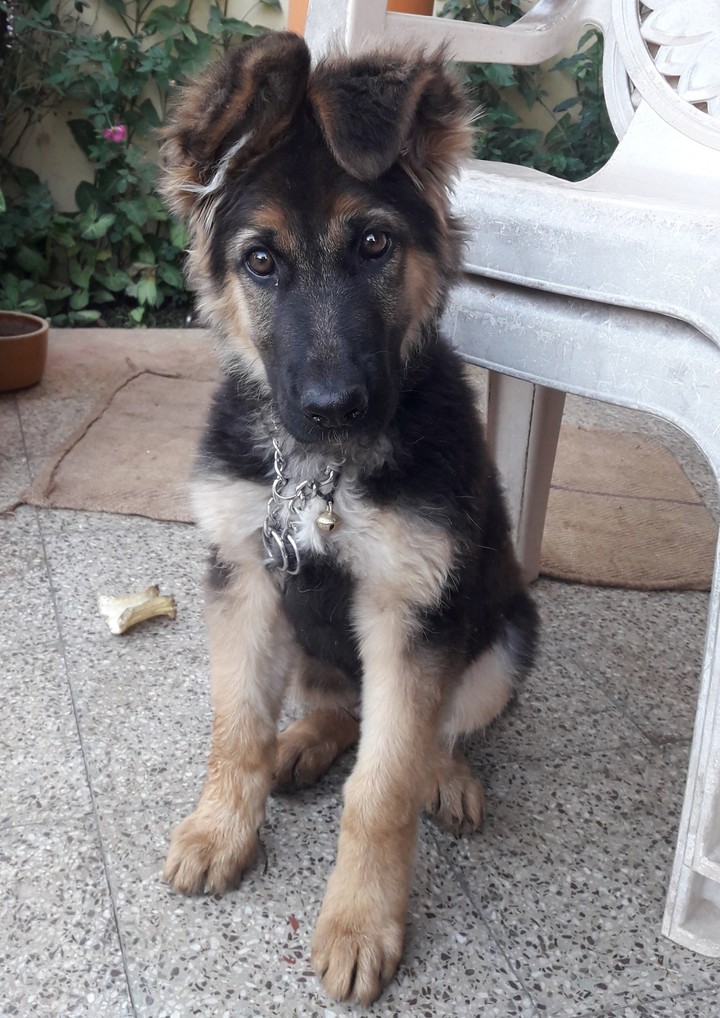 my dog