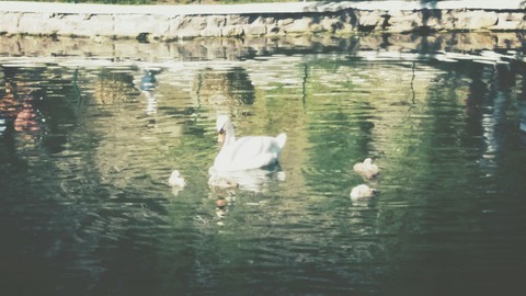 Swans