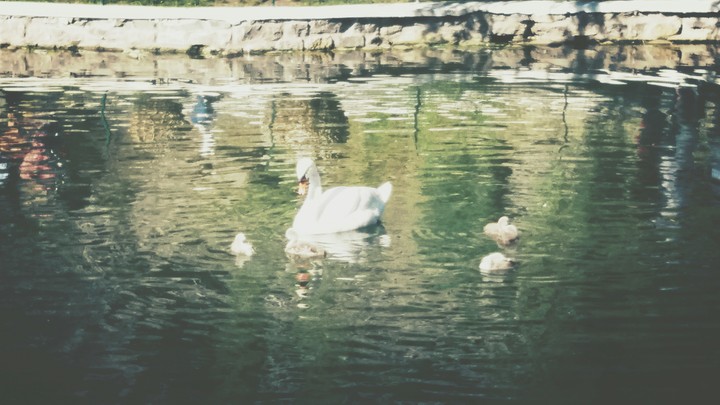 Swans