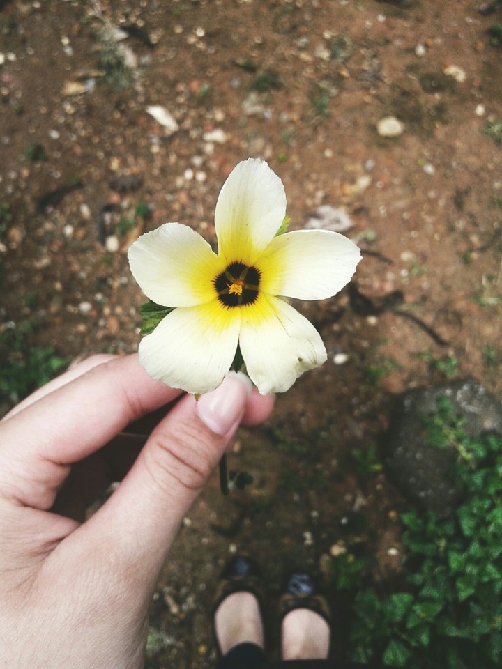 Flower