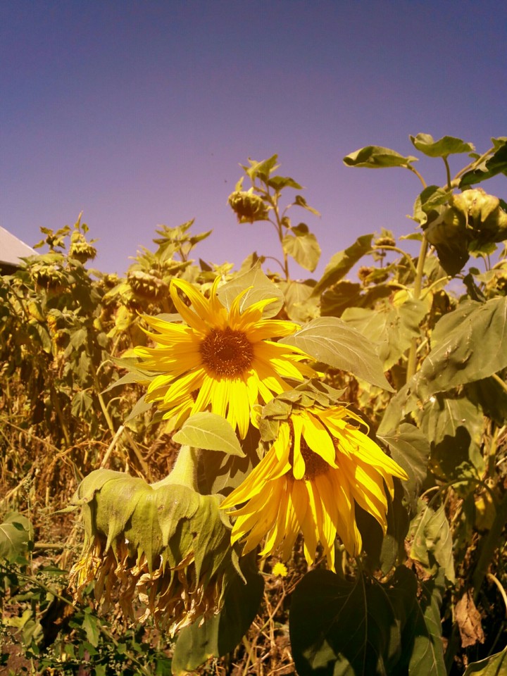 Sunflowers