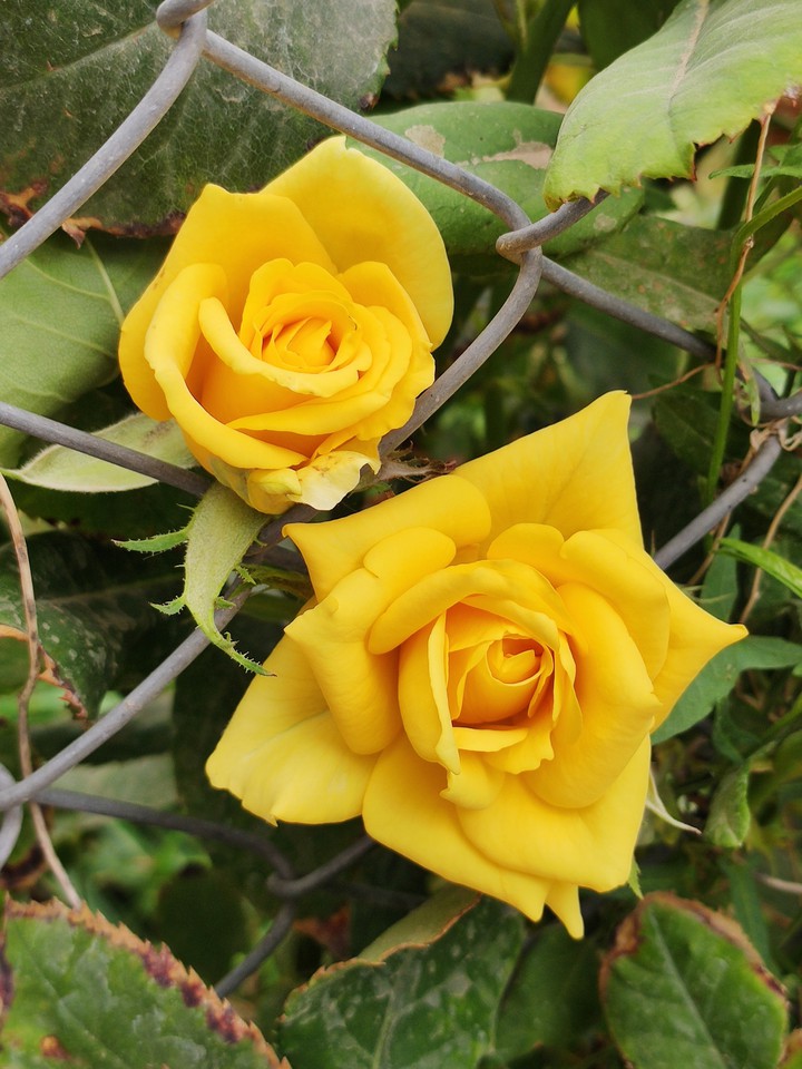 Yellow Roses