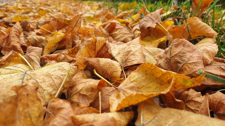Leaves