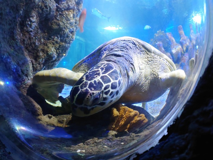 Acuario de Benalmádena Beach