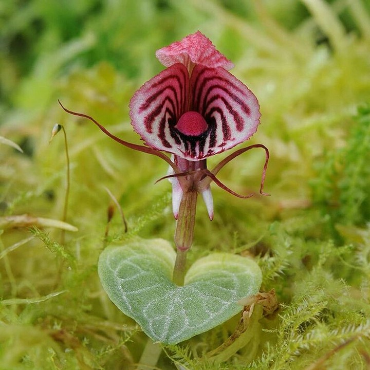 flower dance