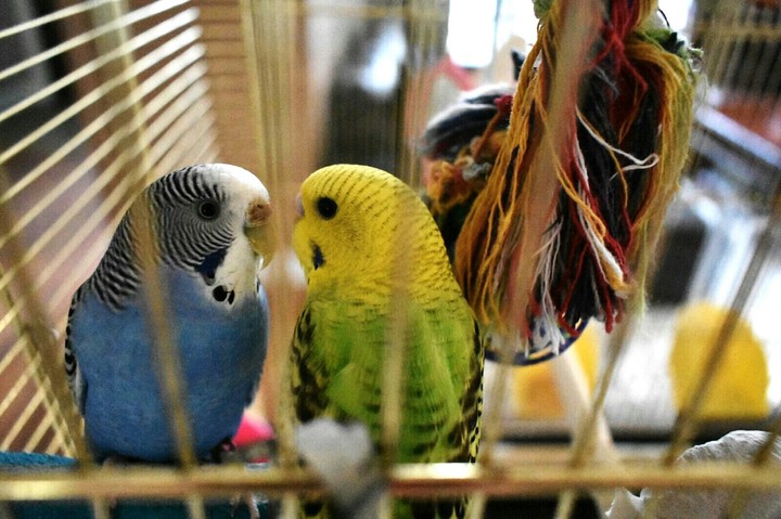 Birds