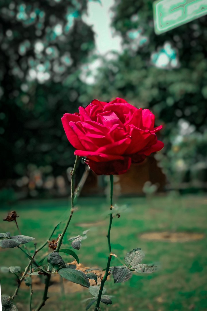 A Rose for Everyone...?