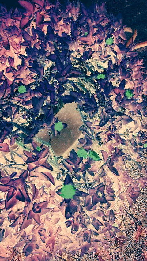 Pink Leaves Blue Flowers Reflection