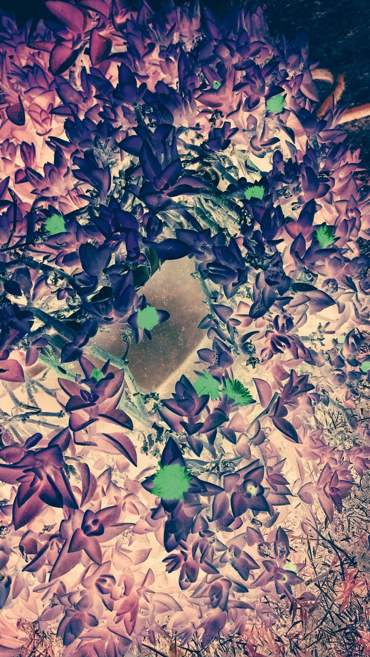 Pink Leaves Blue Flowers Reflection