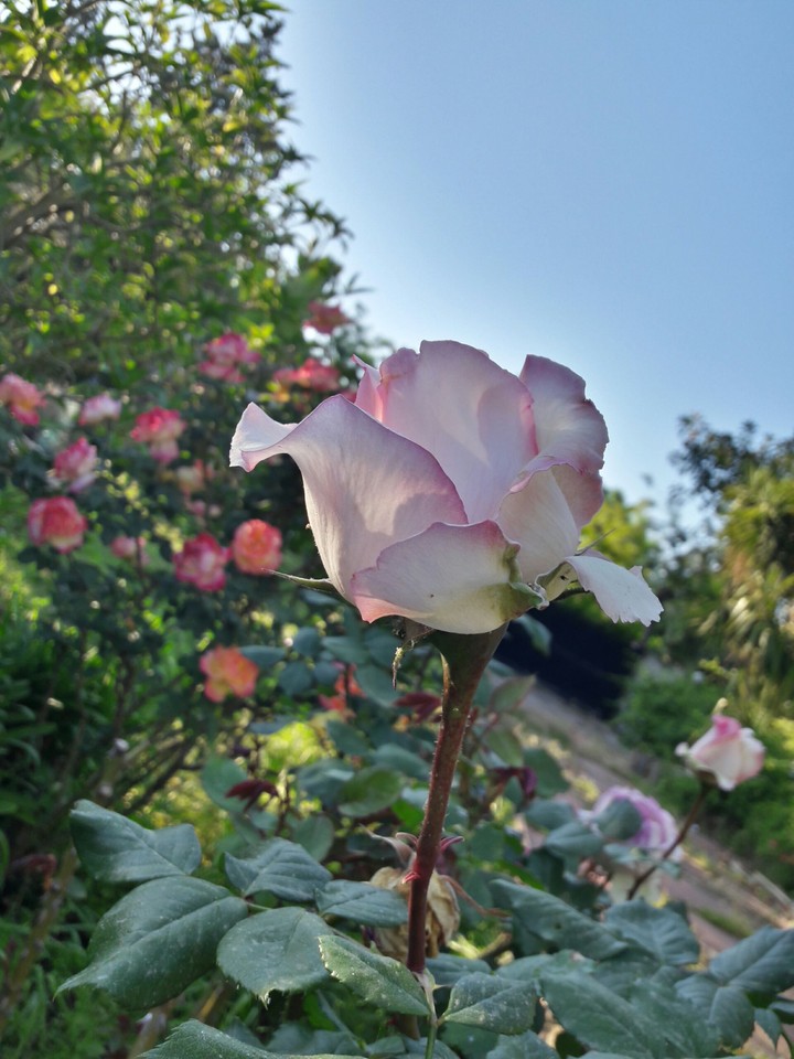 rosa pink