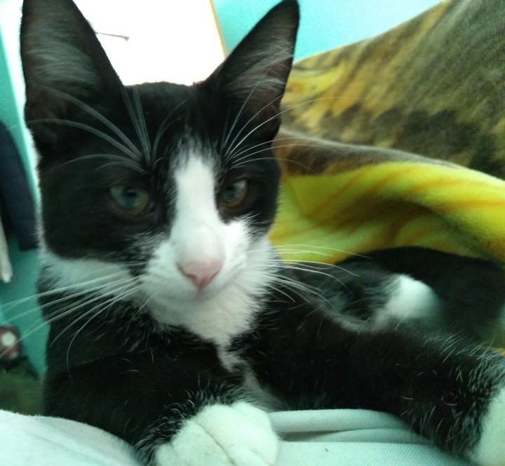 cat "Panda"