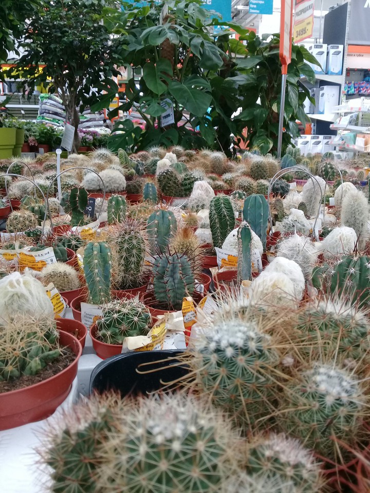 кактусы
