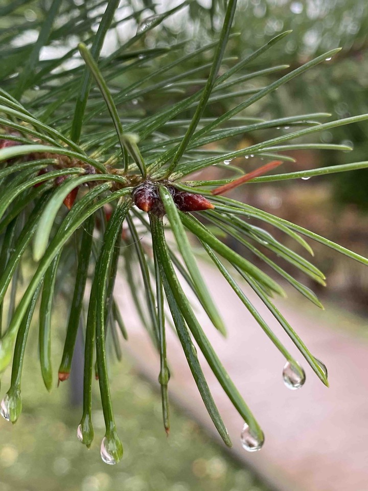 drops