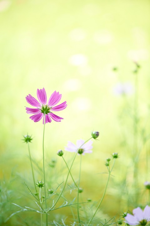 Cosmos