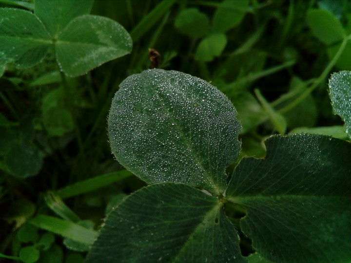 plants