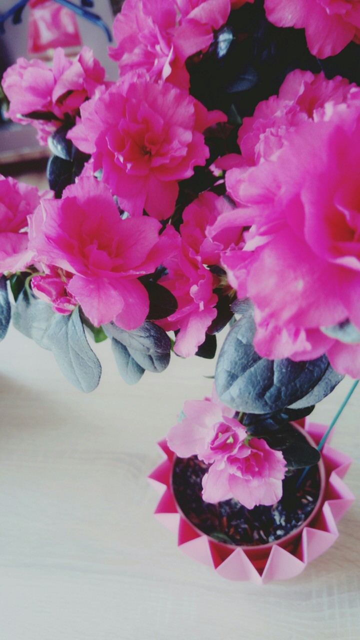pink