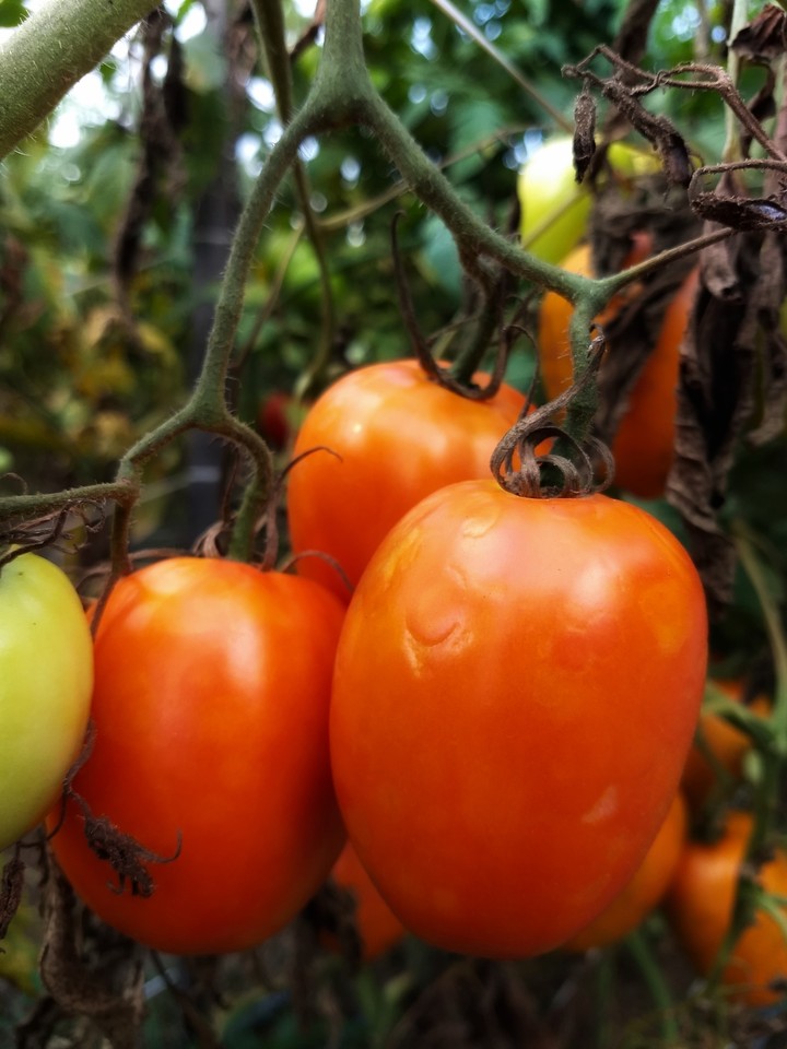 Tomates 