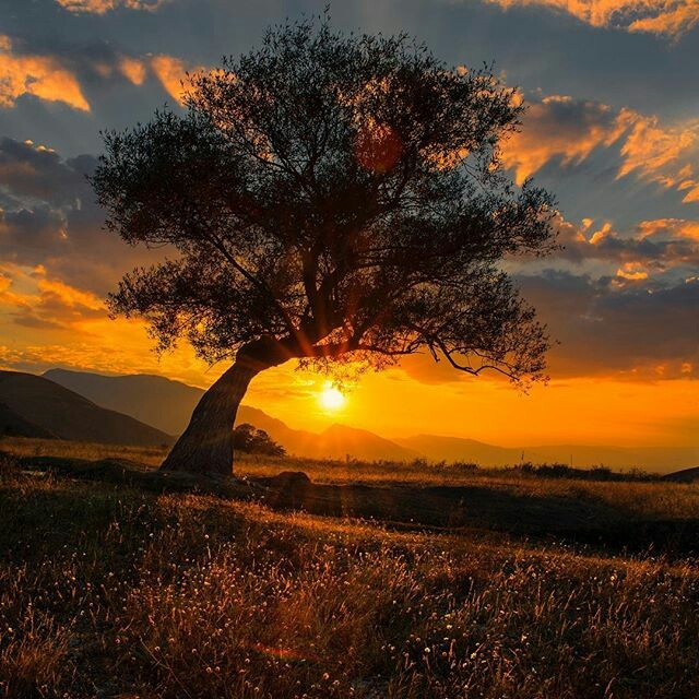 NATURE...
