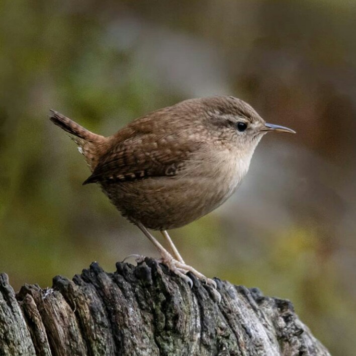 oiseaux⭐⭐⭐