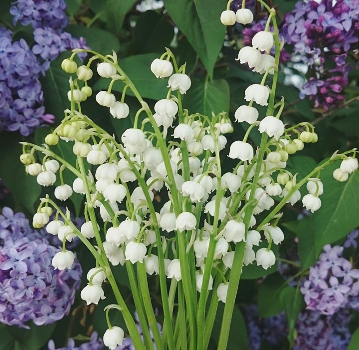Lily of the valley
