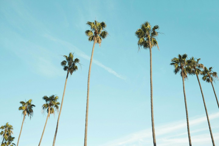 trees