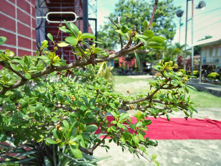 bonsai