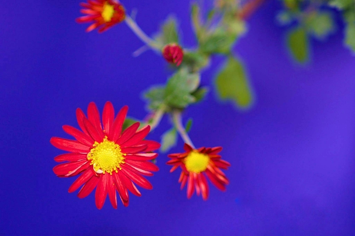 little flower