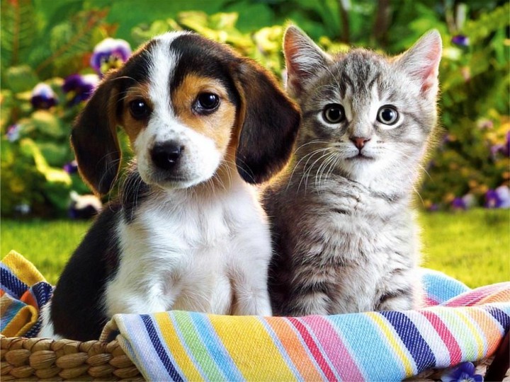 Cute Puppies