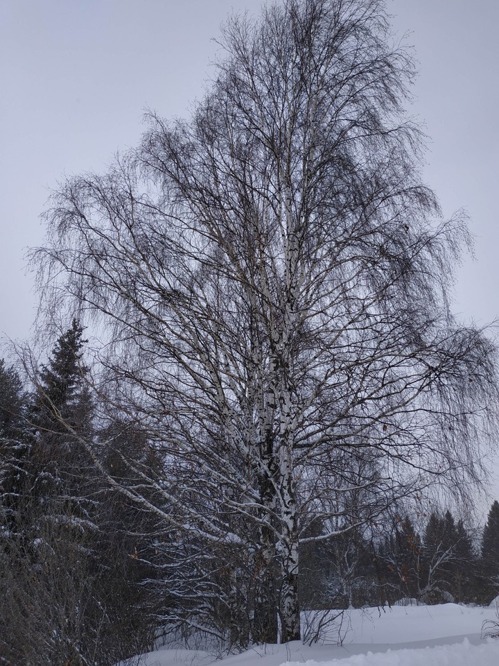 Берёза