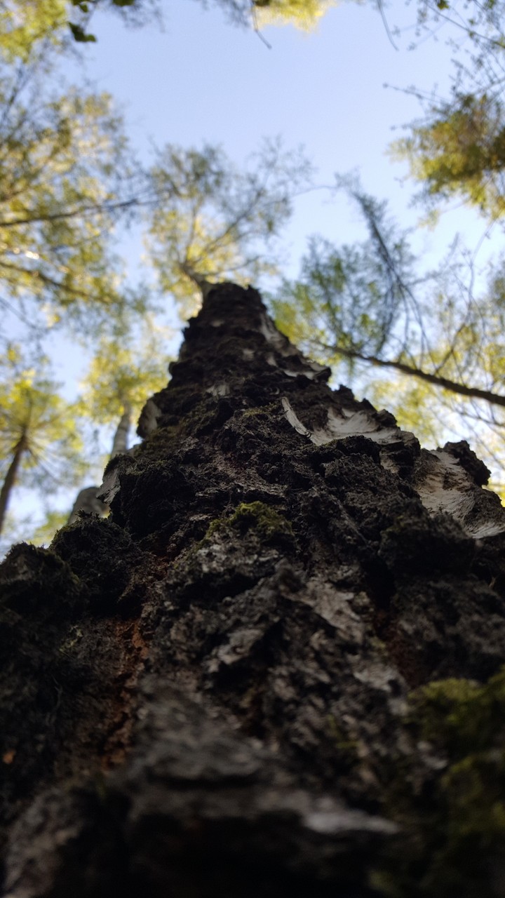 russian nature (for mobile)