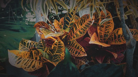 plant