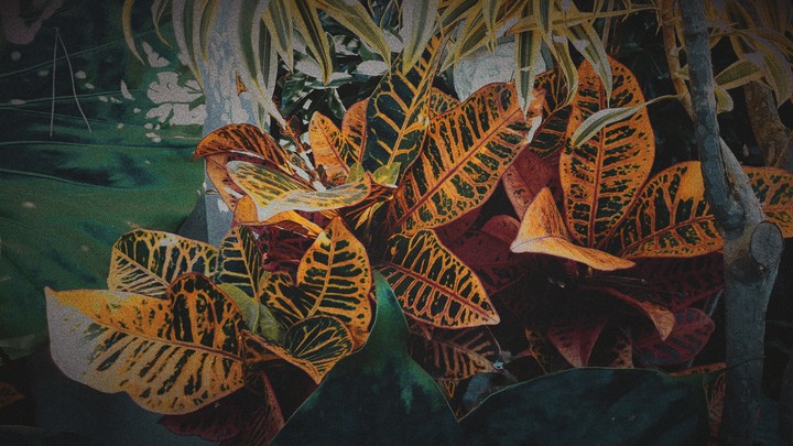 plant