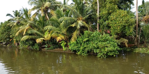 kerala greenery