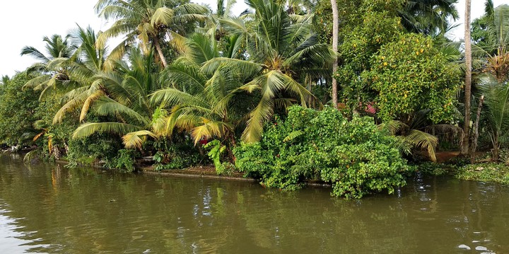 kerala greenery