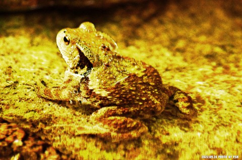 sfondi snout, toad
